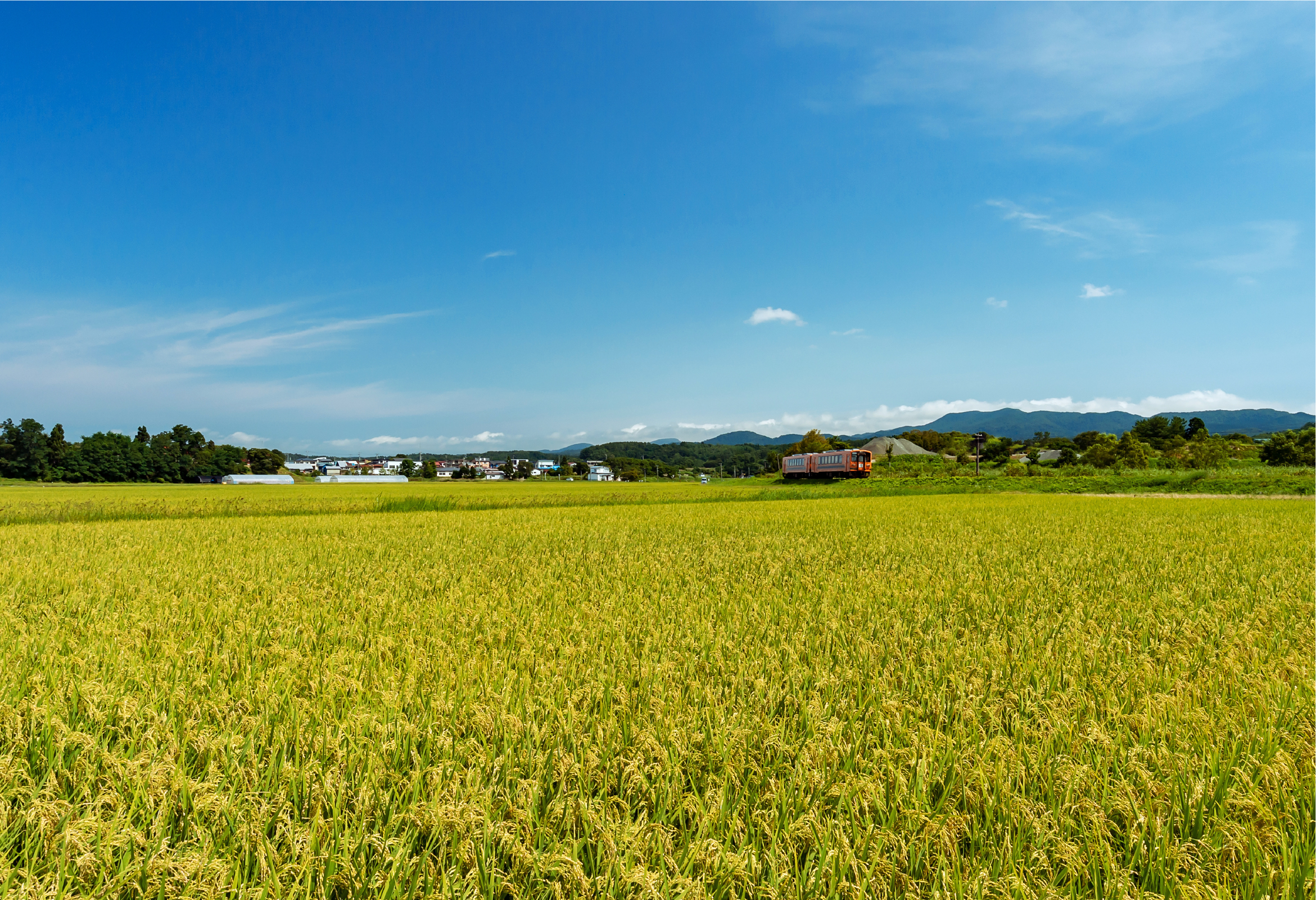 生産者 野上 拓幸